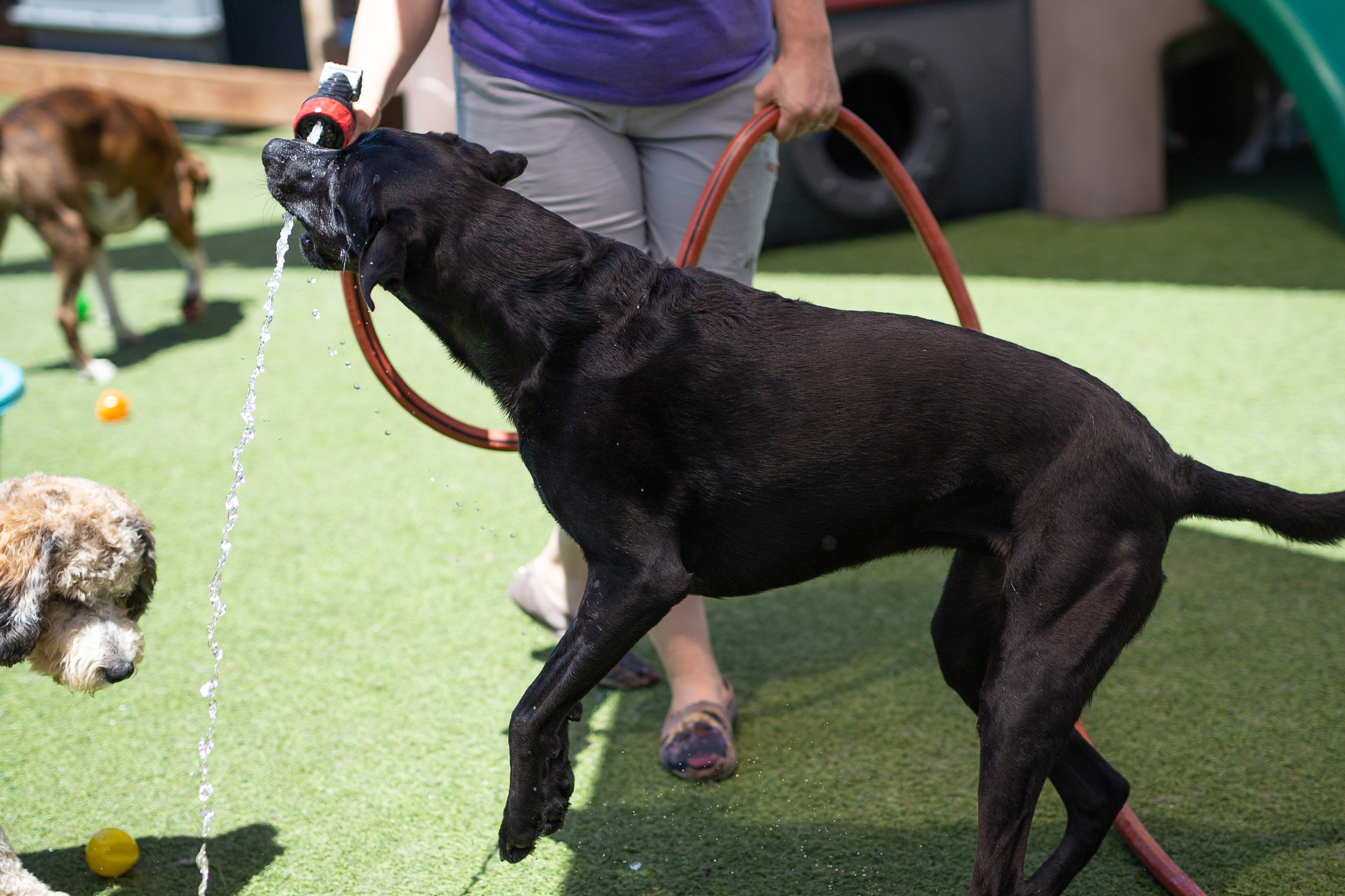 Dog drinking from at Bowhaus Boulder outdoor play area for dog daycare and boarding.