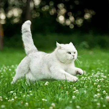 Cat leaping in a field of grass Cat leaping in a field of grass