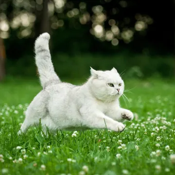 Cat leaping in a field of grass