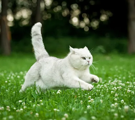 Cat leaping in a field of grass Cat leaping in a field of grass