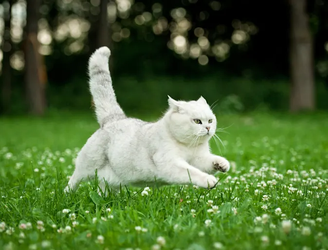 Cat leaping in a field of grass