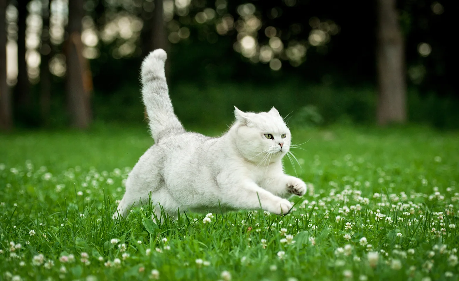 Cat leaping in a field of grass