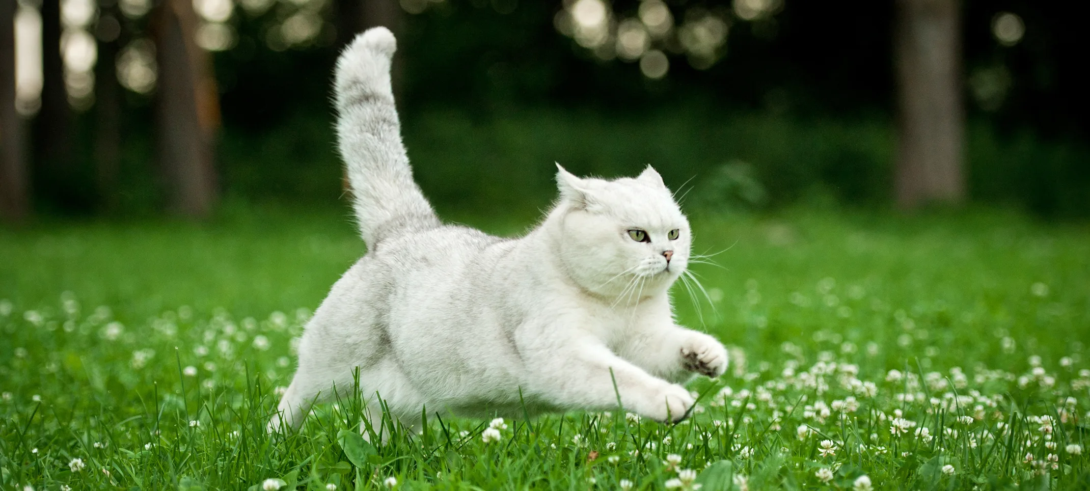 Cat leaping in a field of grass Cat leaping in a field of grass