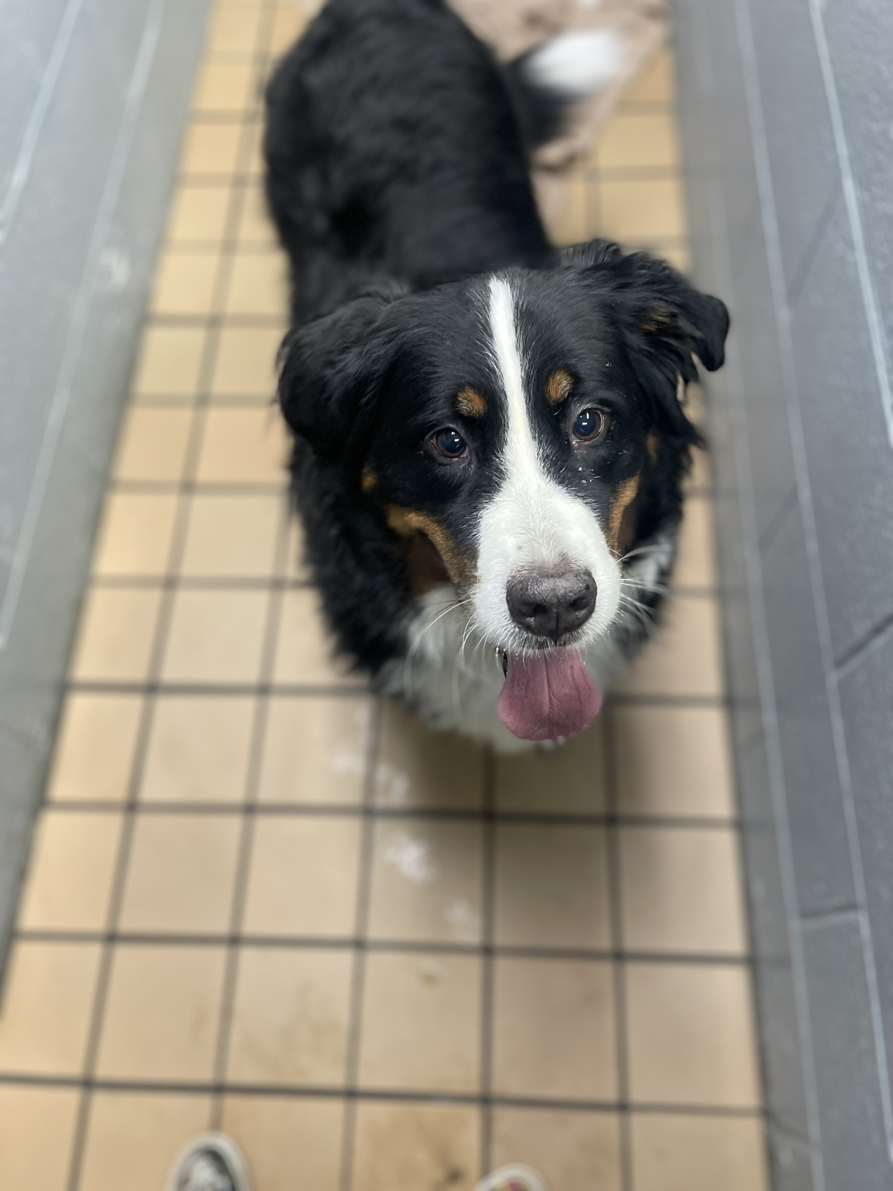 Black and White Dog at Ferry Farm Animal Clinic