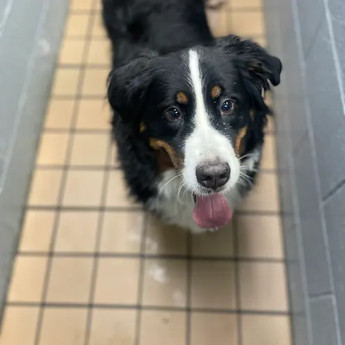 Black and White Dog at Ferry Farm Animal Clinic Black and White Dog at Ferry Farm Animal Clinic