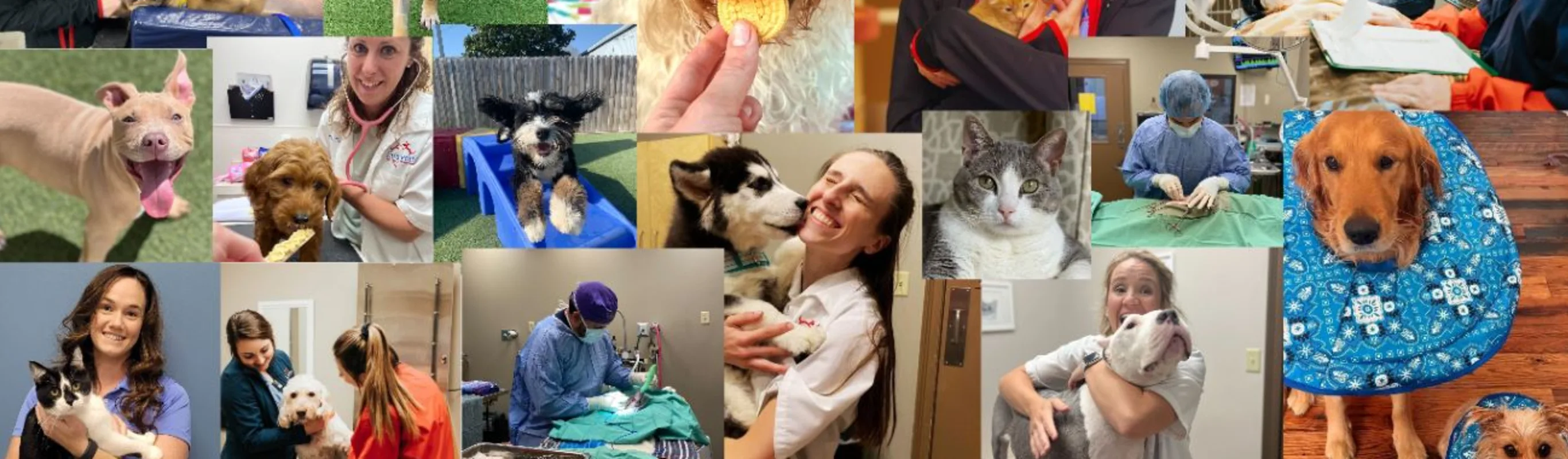 Collage of animals and vets at Lafayette Veterinary Care Center