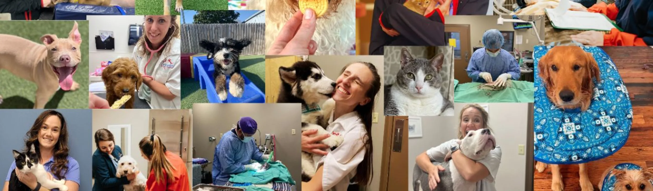 Collage of animals and vets at Lafayette Veterinary Care Center