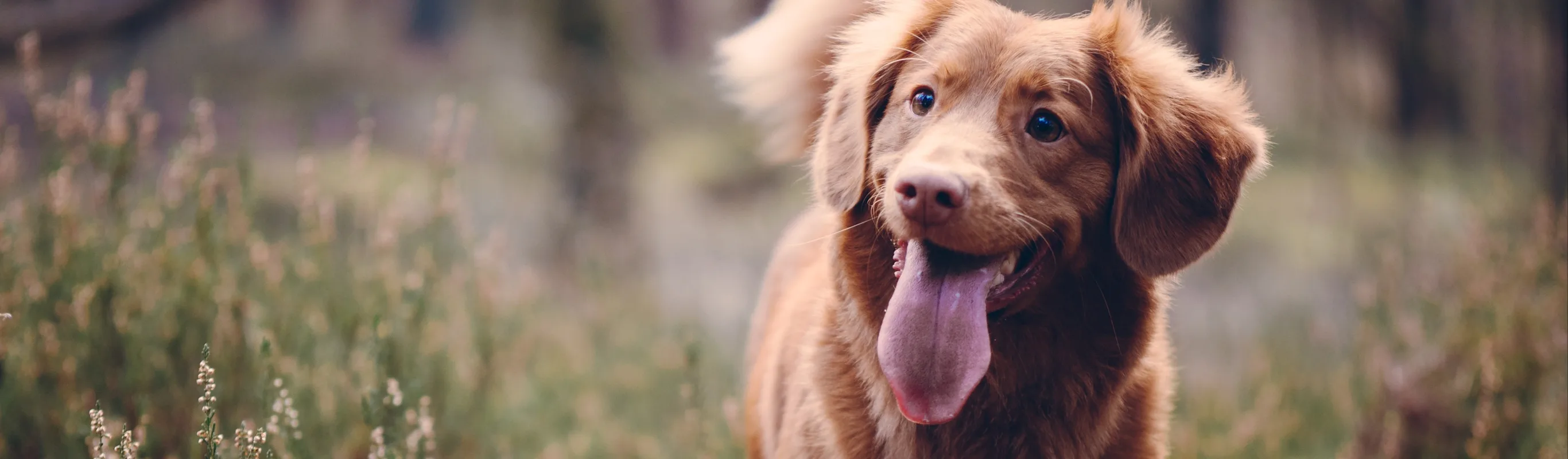 Dog with tongue out