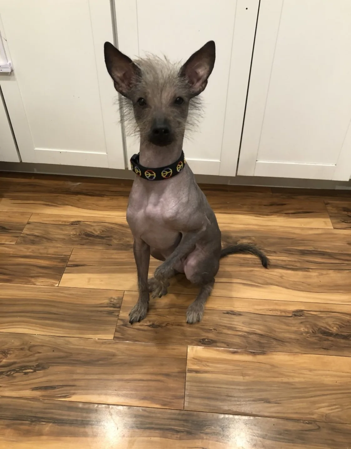 Tofu at Marbletown Animal Hospital Tofu at Marbletown Animal Hospital