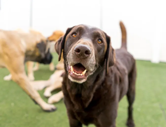 Older Lab Smiling Older Lab Smiling