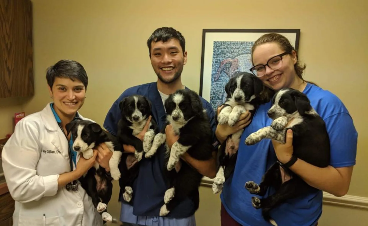 Vets and Technicians Holding Dogs