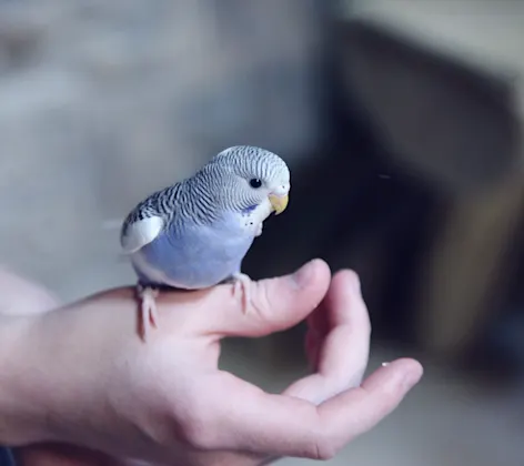 Small bird sitting on hand