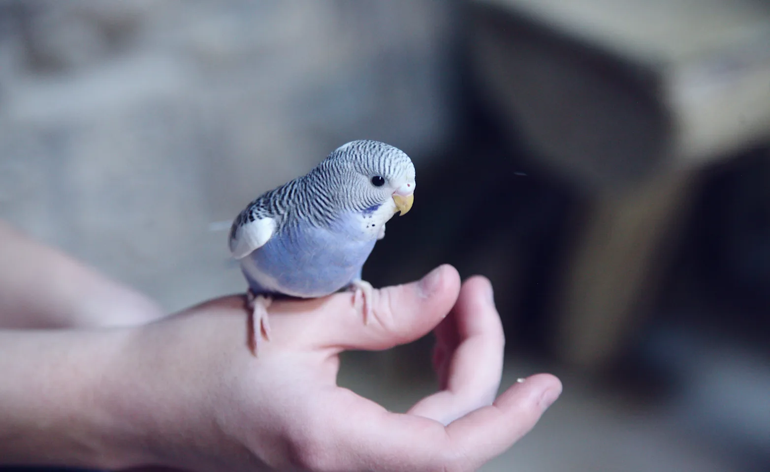 Small bird sitting on hand