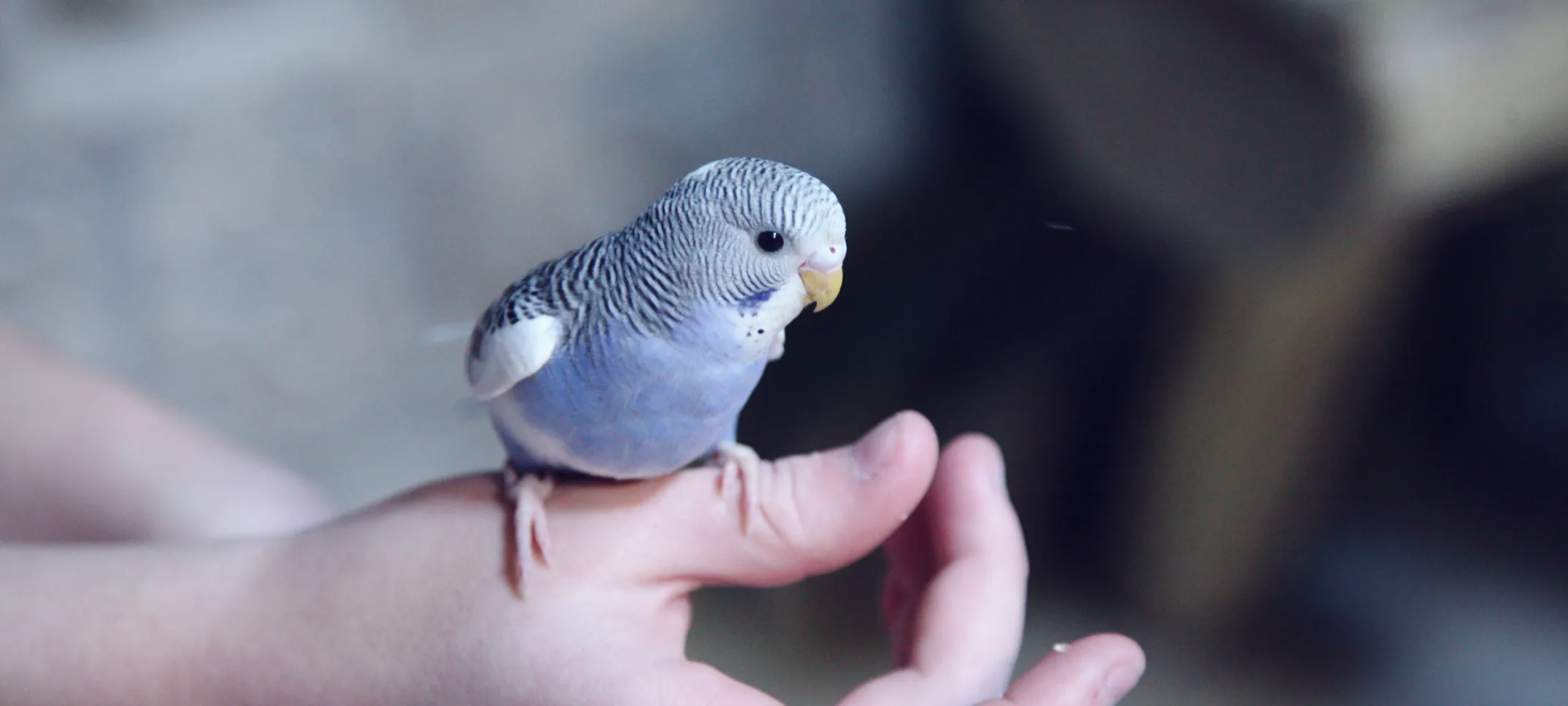 Small bird sitting on hand