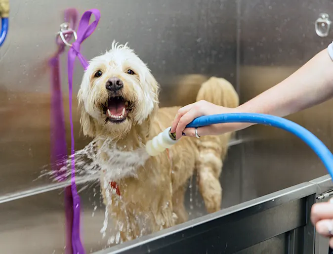 Dog being bathed with hose Dog being bathed with hose