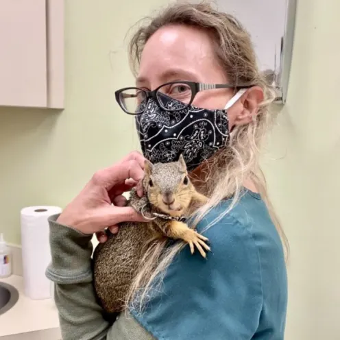 Veterinarian with a mask on holding a squirrel