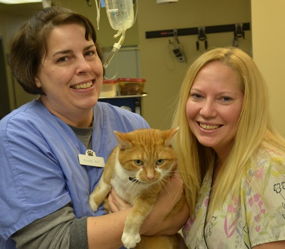 Cat being held by employees