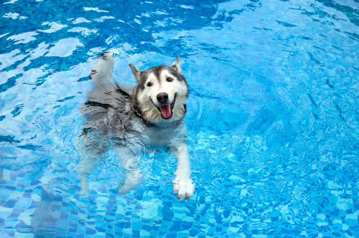 A dog plays in a pool during summer. 