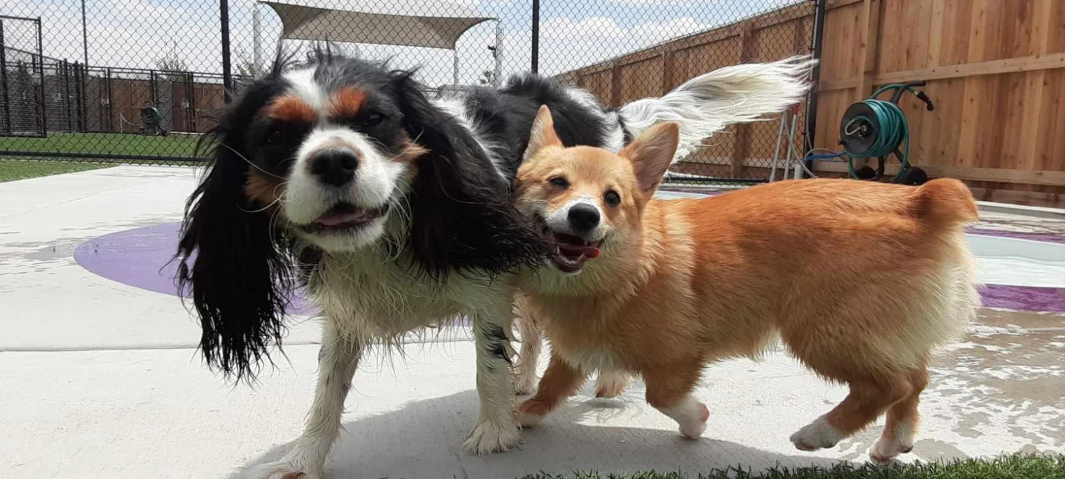 Dogs near pool area