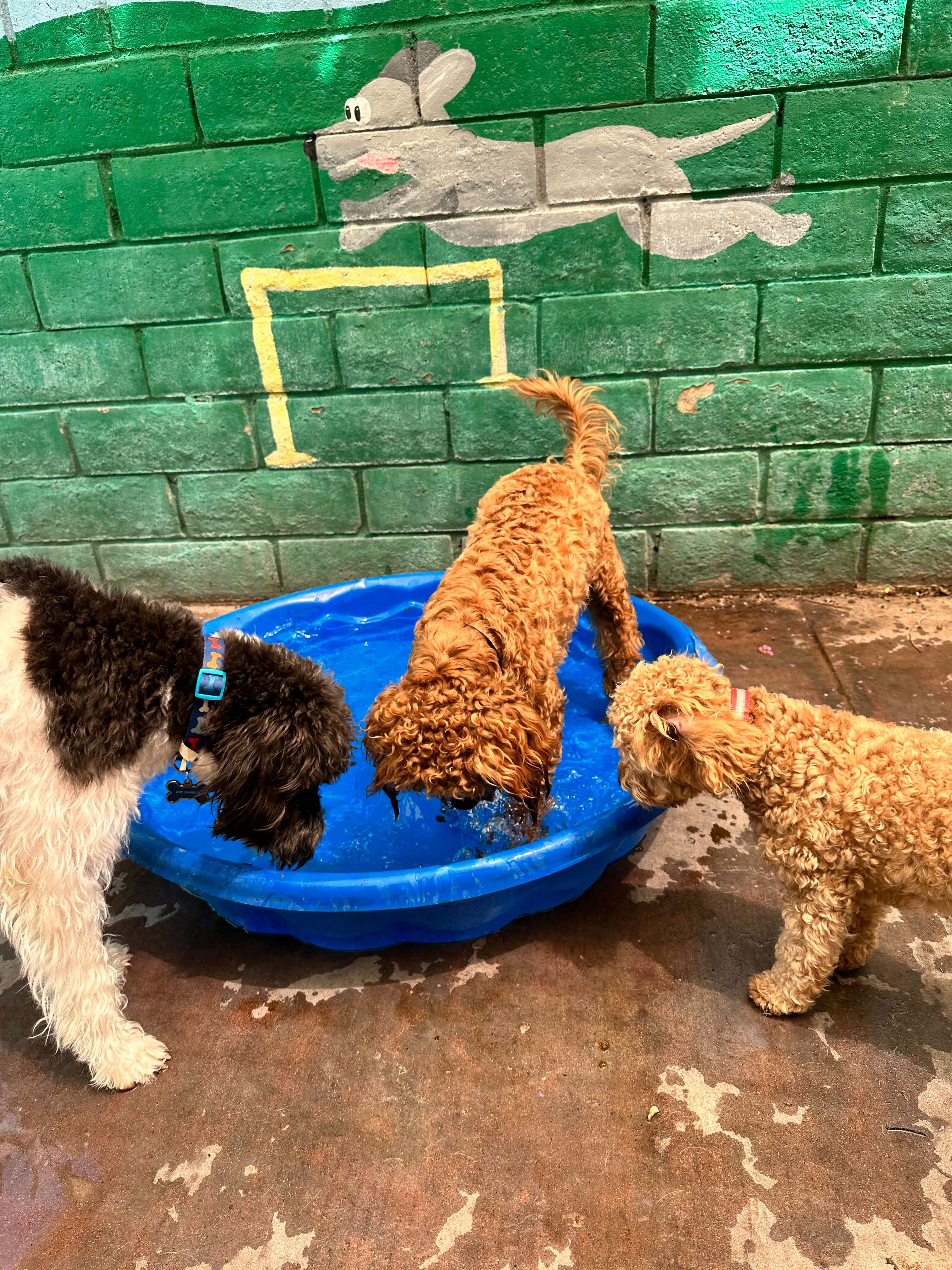 Dogs playing in a pool