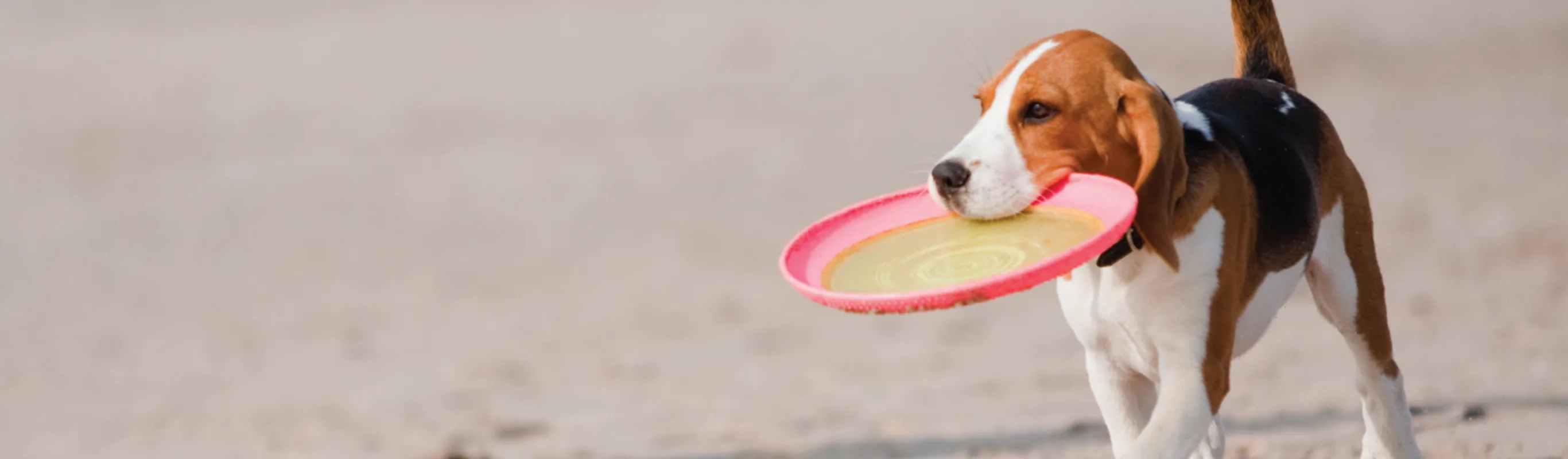 dog with frisbee dog with frisbee