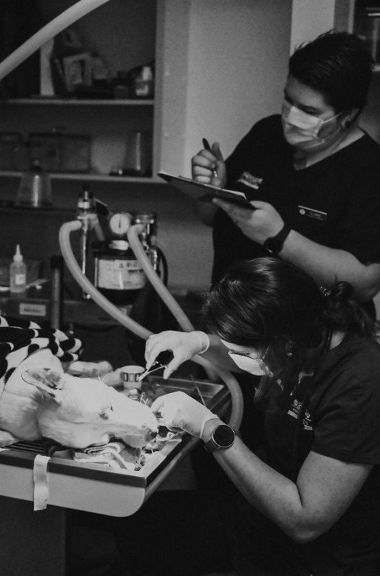 Doctor examining a dog on a table