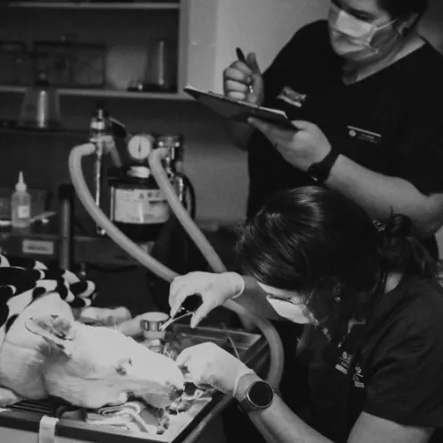 Doctor examining a dog on a table