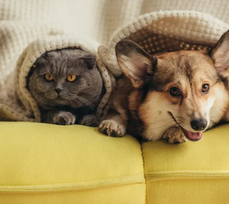 corgi and cat on a couch with blanket
