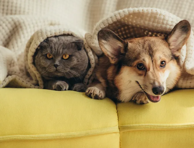 corgi and cat on a couch with blanket