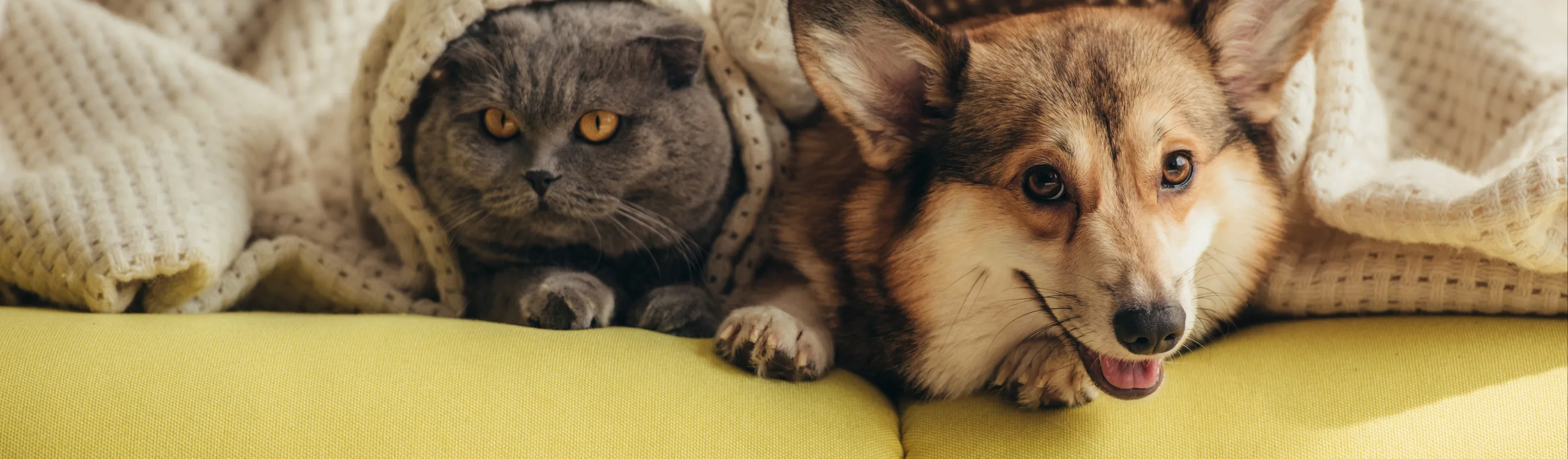 corgi and cat on a couch with blanket