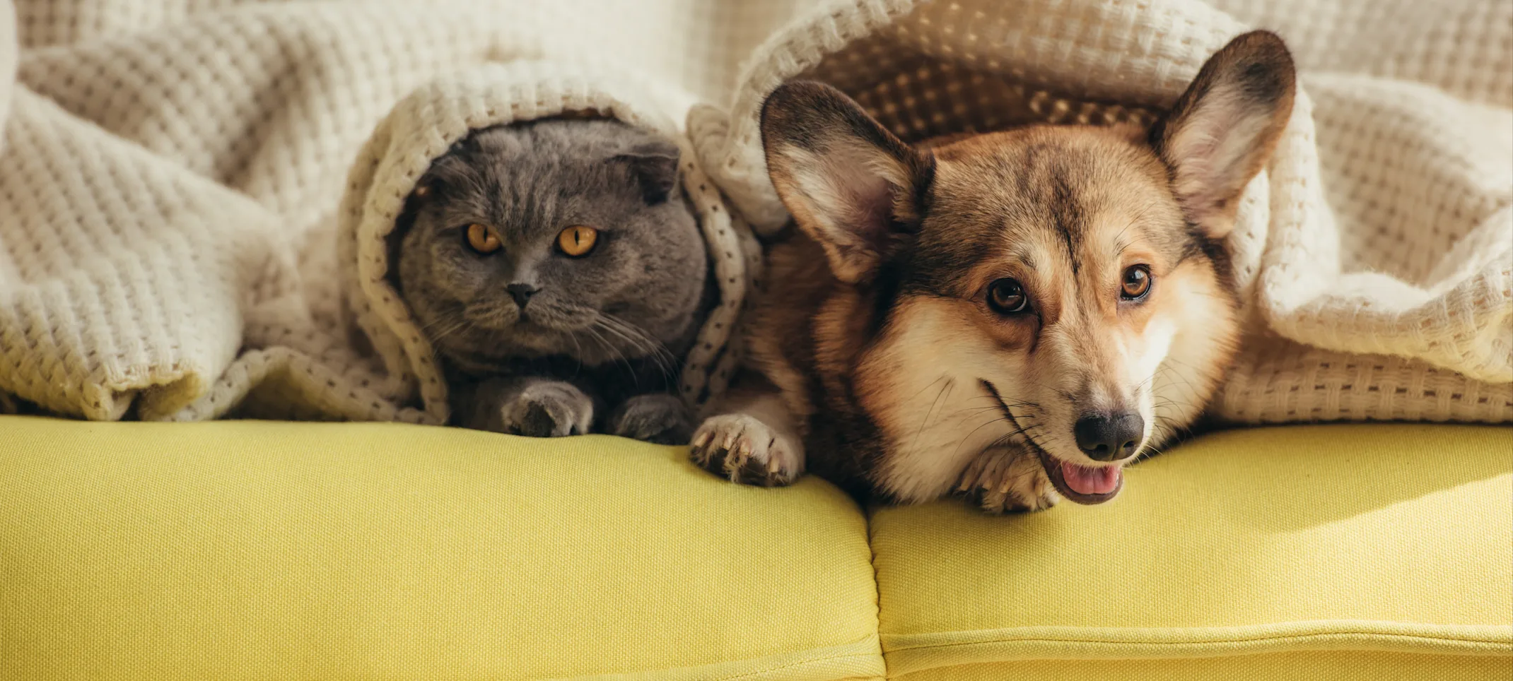 corgi and cat on a couch with blanket corgi and cat on a couch with blanket