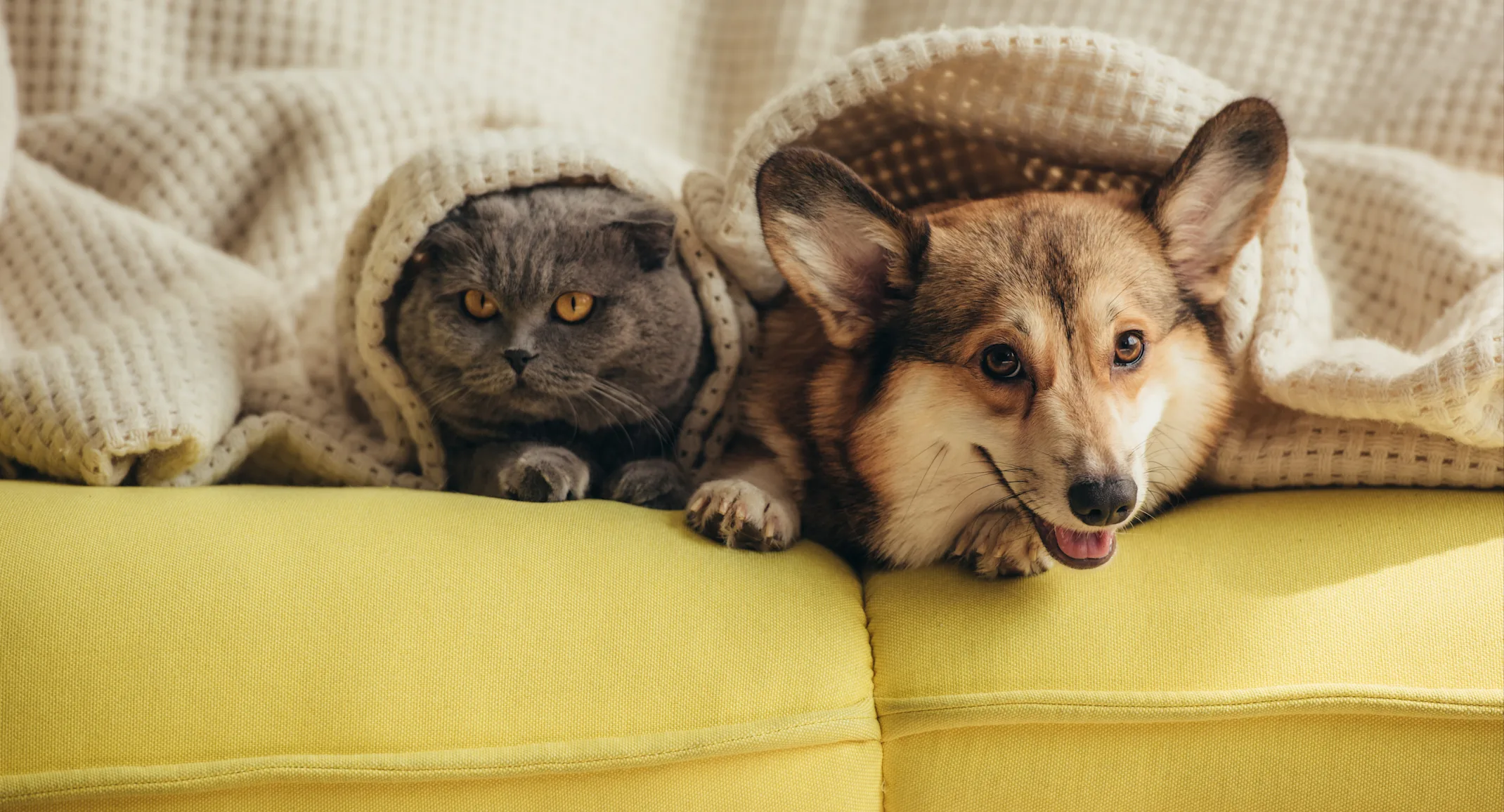 corgi and cat on a couch with blanket corgi and cat on a couch with blanket