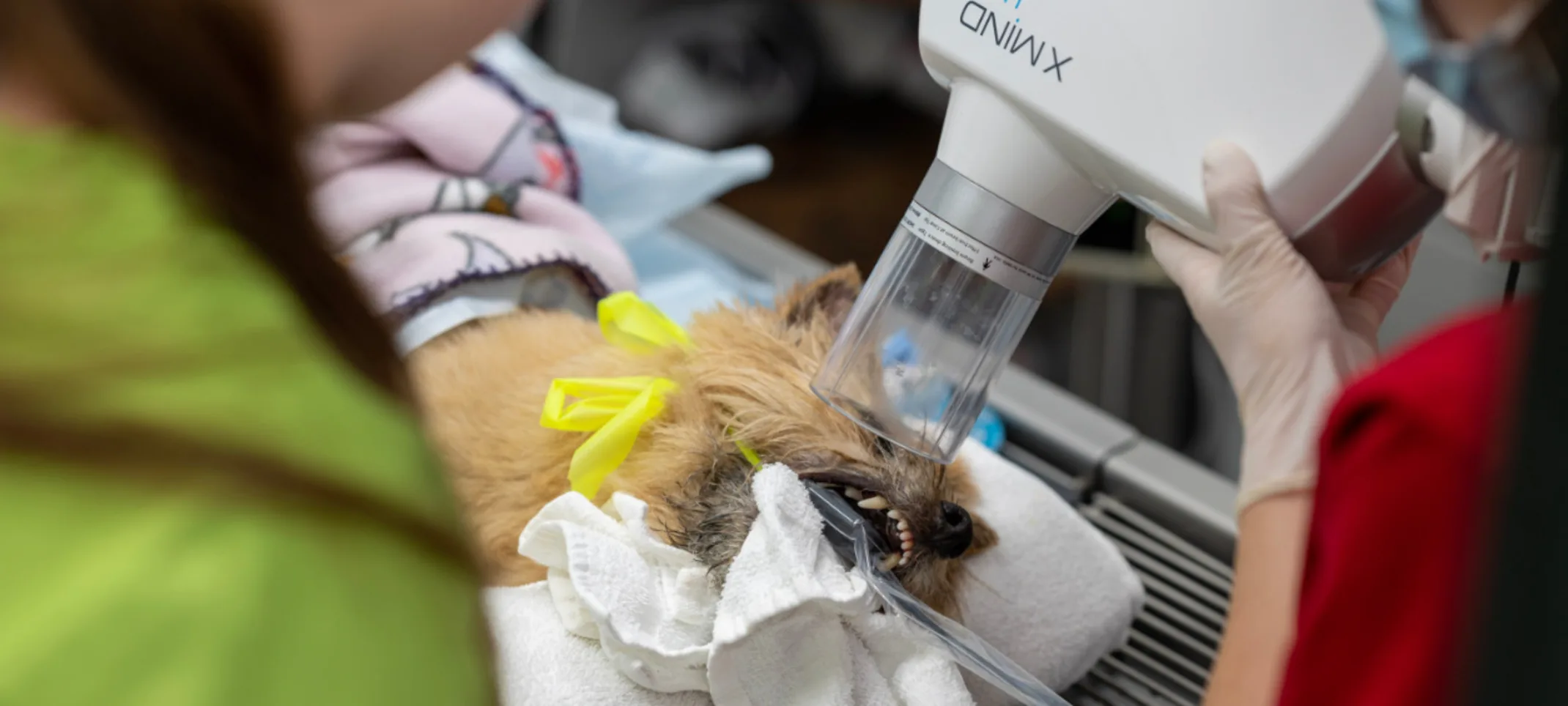 Veterinarians Taking an X-Ray of a Dog's Head