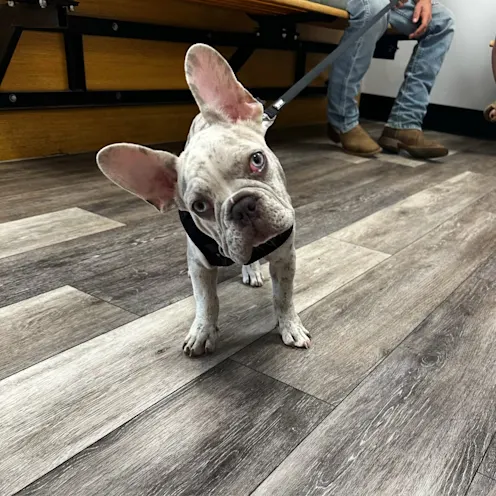 Gray Dog Tilting Head at Ferry Farm Animal Clinic Gray Dog Tilting Head at Ferry Farm Animal Clinic