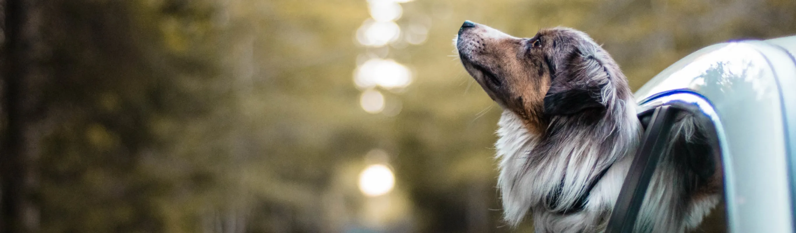 Dog Sticking Out Head of Car, Forest Background Dog Sticking Out Head of Car, Forest Background