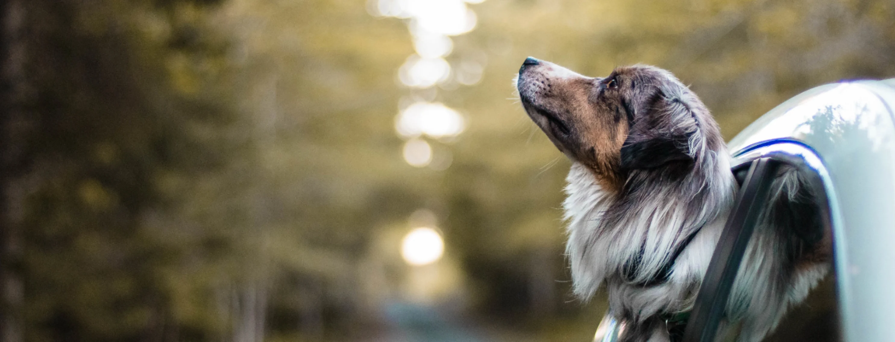 Dog Sticking Out Head of Car, Forest Background