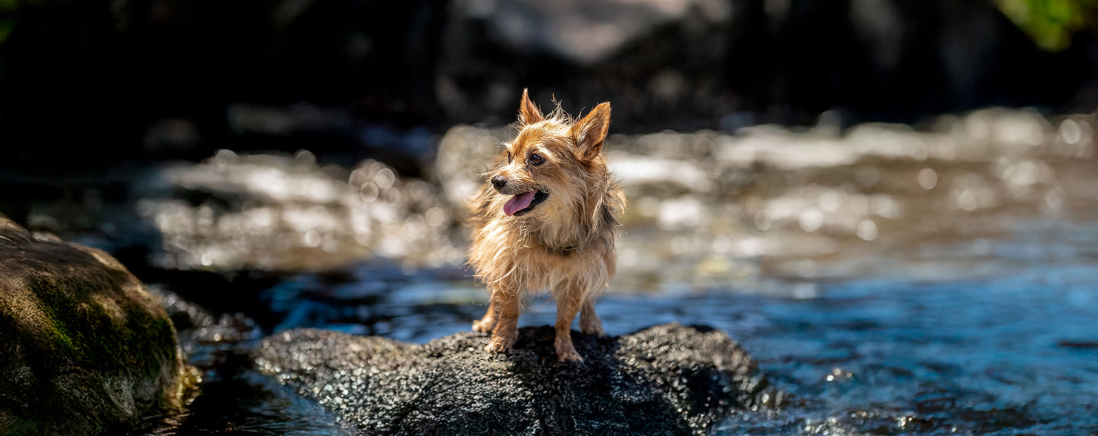 Small dog standing on rock outside in a creek