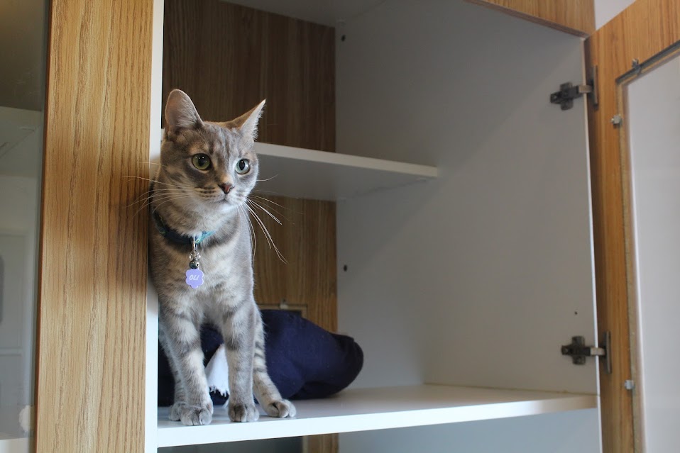 Gray Cat Standing on Cupboard Shelves at Sunrise Pet Lodge