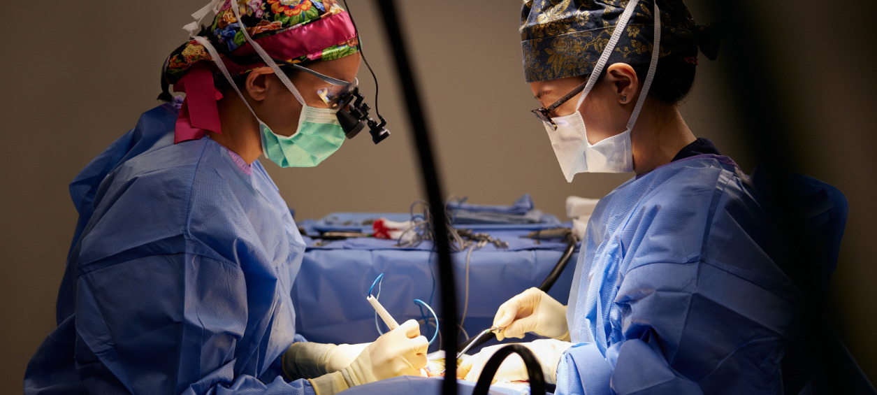 Vets performing Neurosurgery 