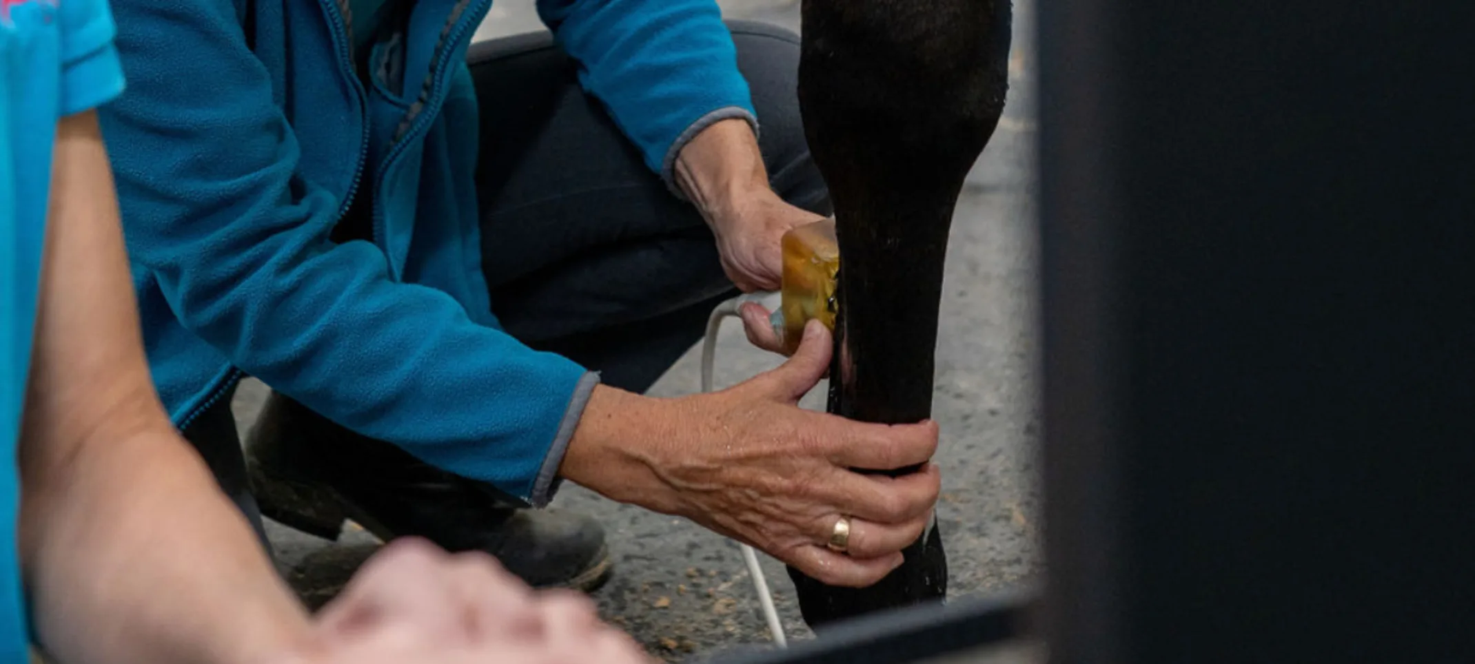 Staff member taking care of a horse's leg Staff member taking care of a horse's leg