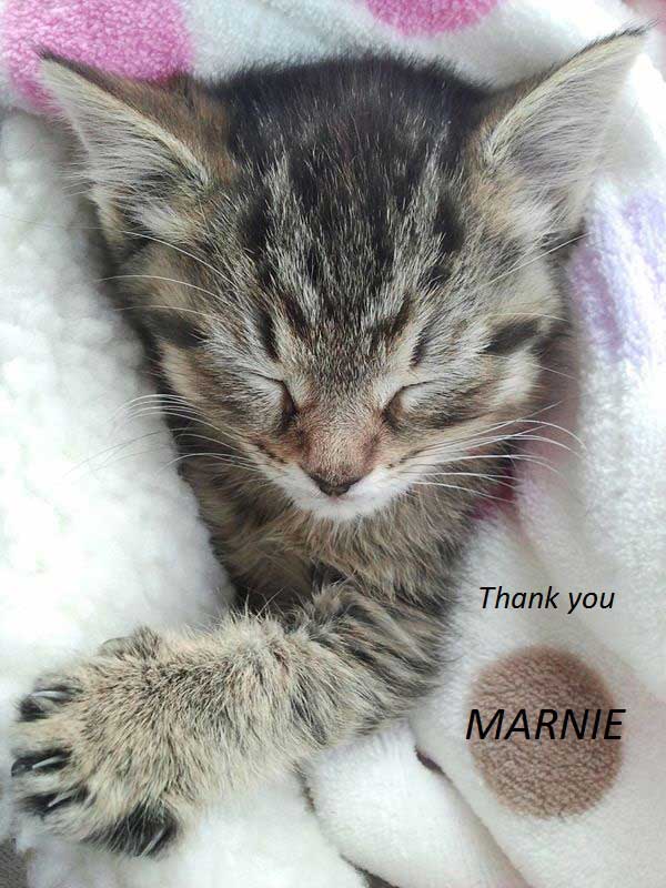 Sleeping grey cat named Marnie