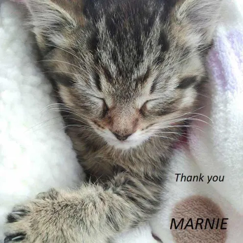 Sleeping grey cat named Marnie