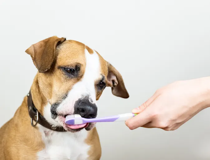 Dog Brushing Teeth at New Haven Pet Hospital Dog Brushing Teeth at New Haven Pet Hospital