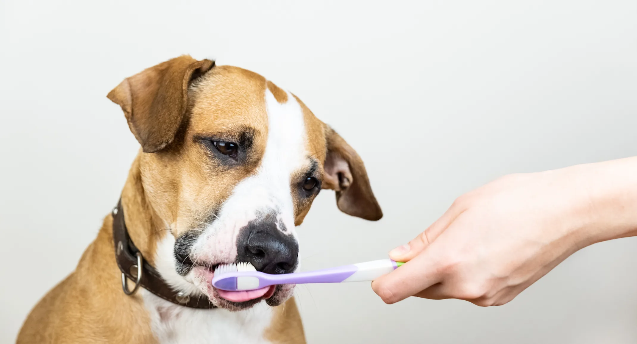 Dog Brushing Teeth at New Haven Pet Hospital Dog Brushing Teeth at New Haven Pet Hospital