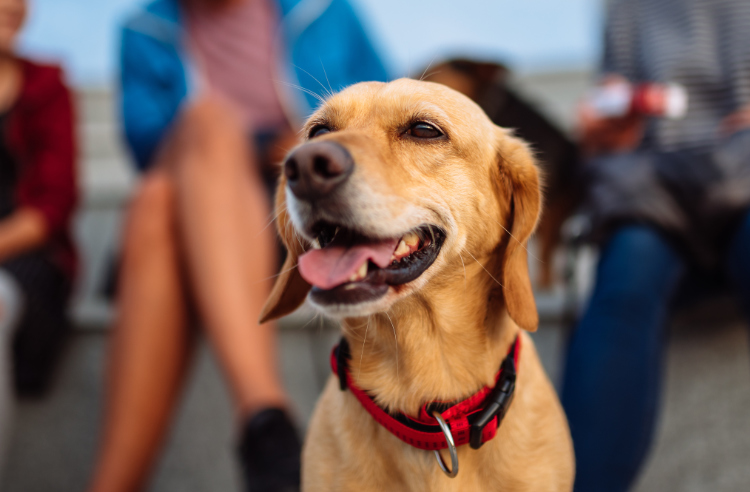 pet well clinic gurgaon