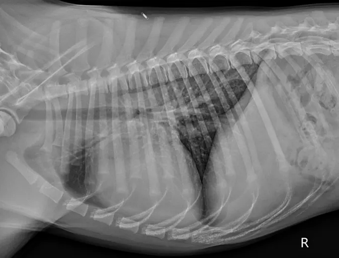 Pre-operative right lateral thoracic radiograph. Pre-operative right lateral thoracic radiograph.