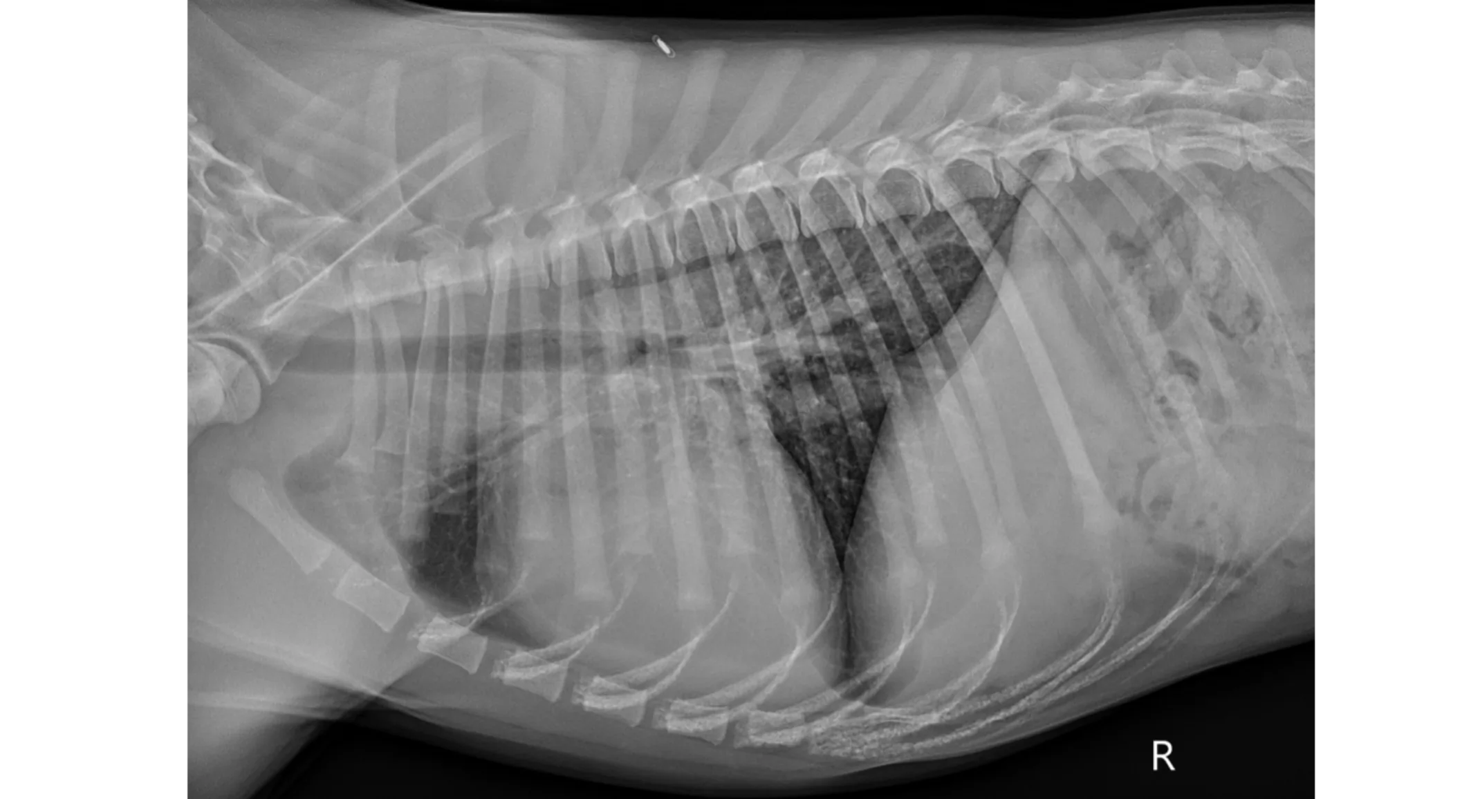 Pre-operative right lateral thoracic radiograph. Pre-operative right lateral thoracic radiograph.