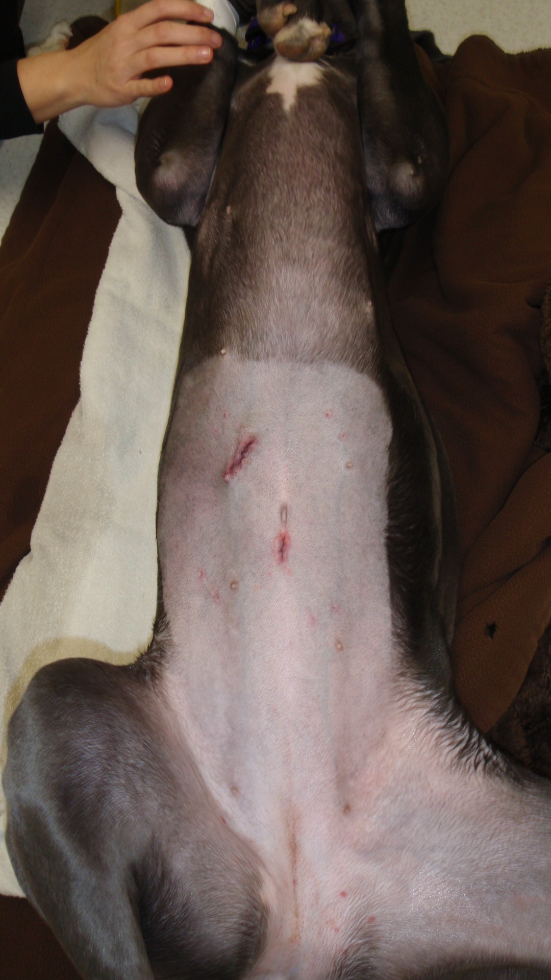 Incisions after surgery on dogs skin