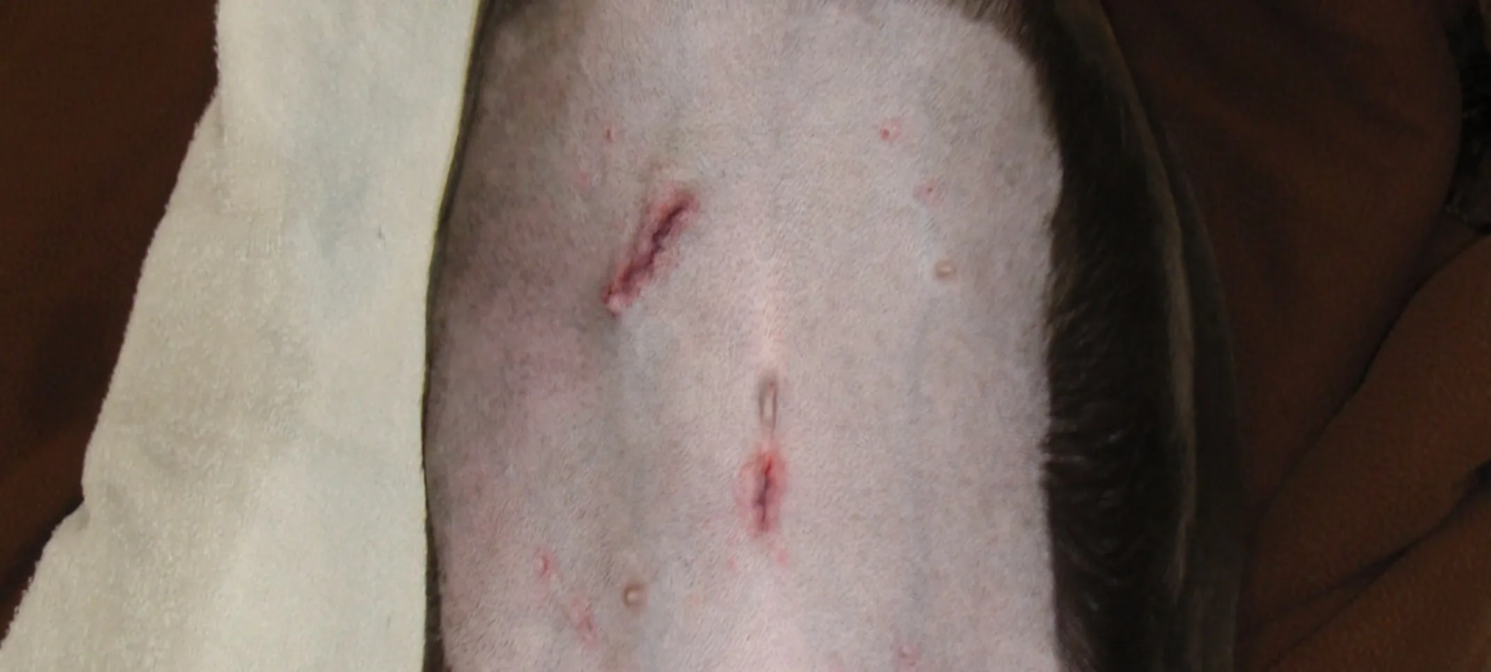 Incisions after surgery on dogs skin Incisions after surgery on dogs skin