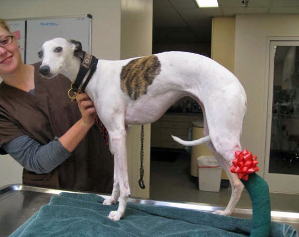  Injured dog at the vet